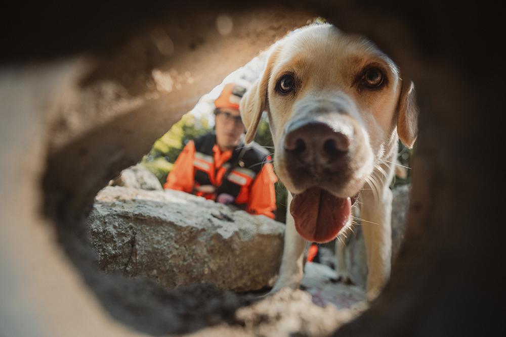 Ein Labrador schaut durch ein Guckloch
